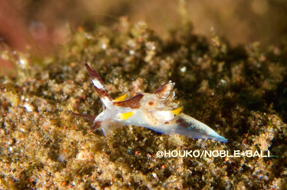 ツガルウミウシ属の一種