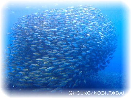 ダイビング Diving バリ島でのダイビングならノーブルバリ ダイビングリゾート